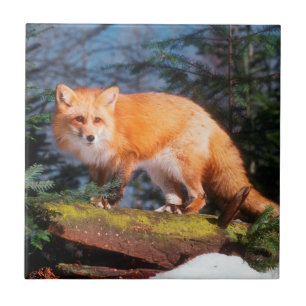 Azulejo Fox rojo en un registro