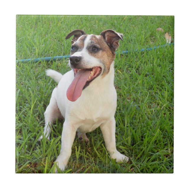 Azulejo Fox Terrier, Lengua en Mejilla,   (Frente)