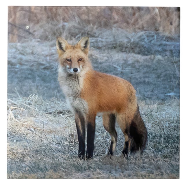 Azulejo Fox Y Frost (Frente)
