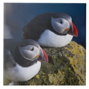 Azulejo Frailecillo atlántico (Fratercula arctica) 7
