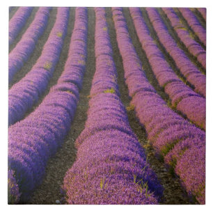 Azulejo Francia, región de Provenza. Filas ordenadas de