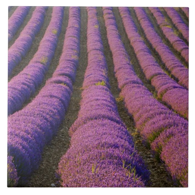 Azulejo Francia, región de Provenza. Filas ordenadas de (Frente)