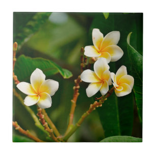 Azulejo Frangipani amarillo