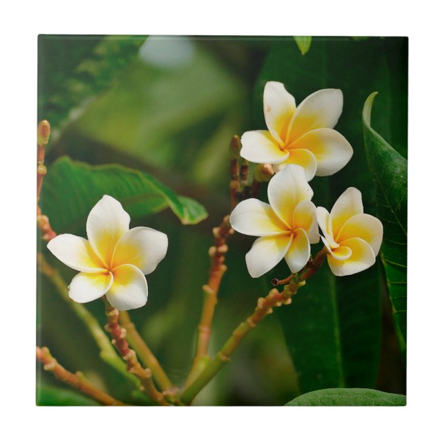 Azulejo Frangipani amarillo (Frente)
