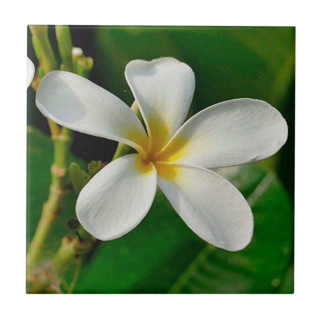 Azulejo Frangipani blanco (Frente)