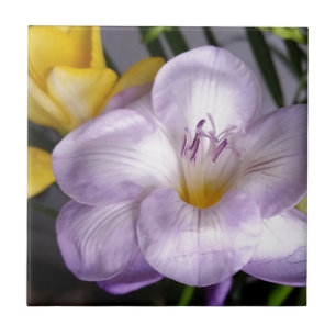 Azulejo freesia violeta abierta