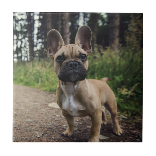 Azulejo French Bulldog Throw Pillow (Frente)