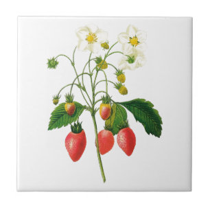 Azulejo Fresas Botánicas Cerámica Tile