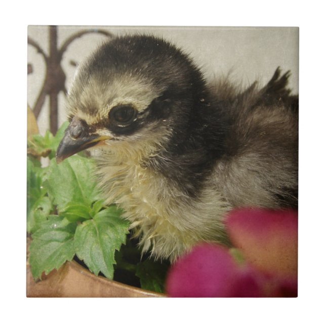 Azulejo Frizzle Chick (Frente)