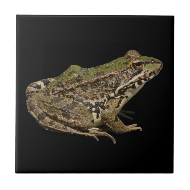 Azulejo Frog (Frente)