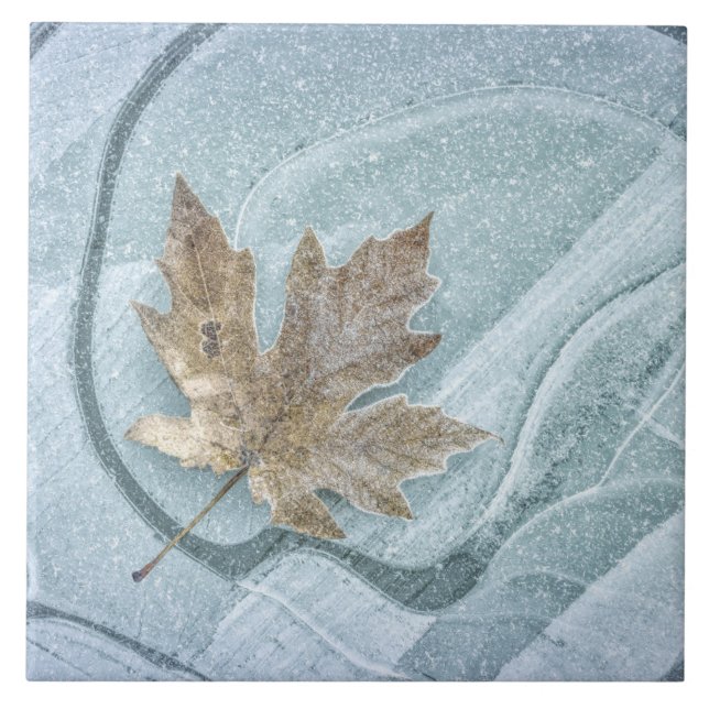 Azulejo Frosty Maple Leaf Frozen en hielo (Frente)