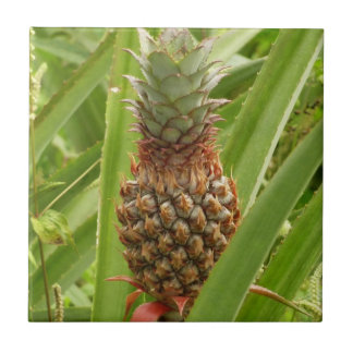 Azulejo Fruta tropical de la piña silvestre en la naturale