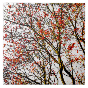 Azulejo Frutos romanos rojos o bayas de ceniza