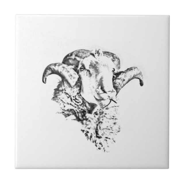 Azulejo Funky Cute Merino Sheep Ram Head Sketch (Frente)