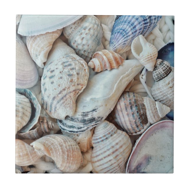 Azulejo Funky Sea Shells Holiday Seaside (Frente)