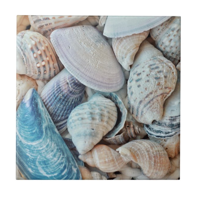 Azulejo Funky Sea Shells Holiday Seaside (Frente)
