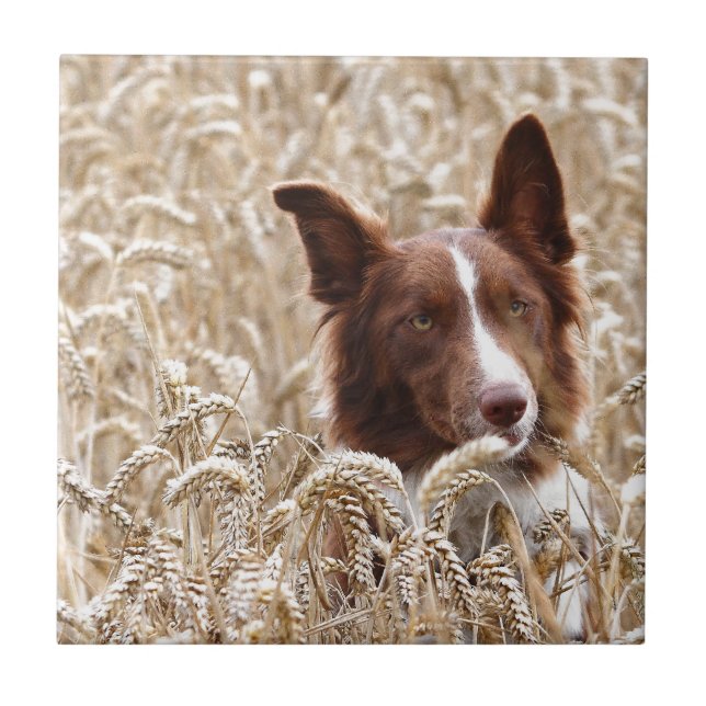 Azulejo Gael (Frente)