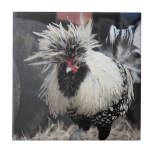 Azulejo Gallo con cresta polaco