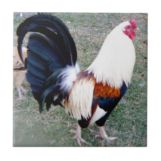 Azulejo Gallo de la bahía de Hawaii Hanauma