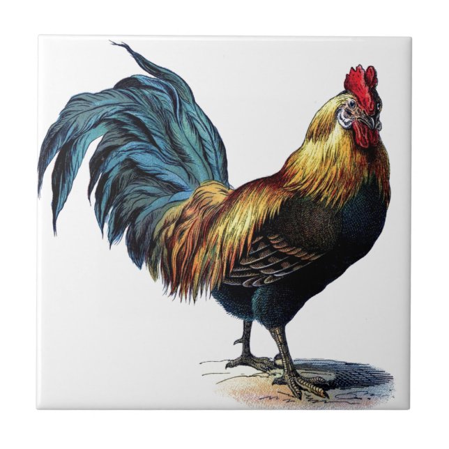Azulejo Gallo del vintage (Frente)