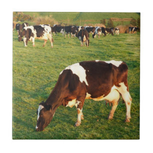 Azulejo Ganado de Holstein