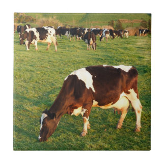 Azulejo Ganado de Holstein