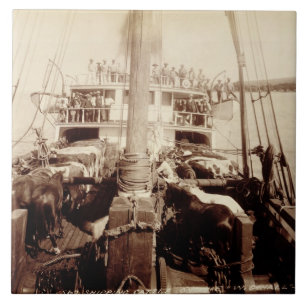 Azulejo Ganado del envío en el "W.G. Pasillo", Hawaii,