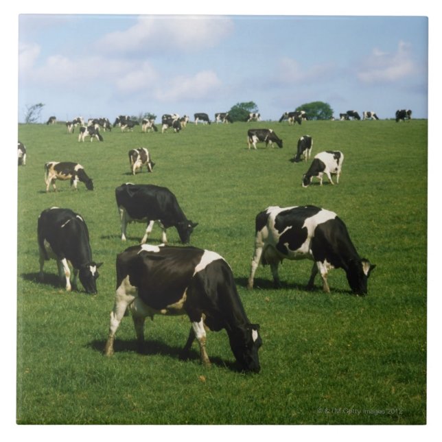 Azulejo Ganado del Holstein-frisón, Irlanda (Frente)