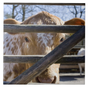 Azulejo Ganado sueco de la montaña (Skansen)