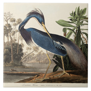 Azulejo Garceta de Louisiana de Birds of America