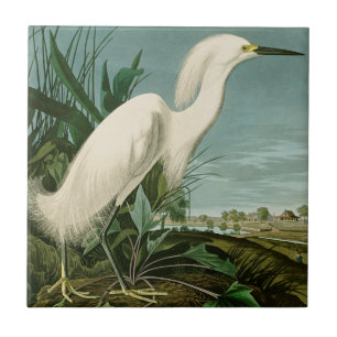 Azulejo Garza Blanca de Audubon Ave Birding