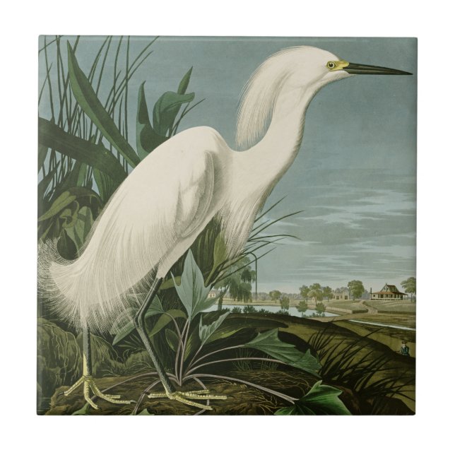 Azulejo Garza Blanca de Audubon Ave Birding (Frente)