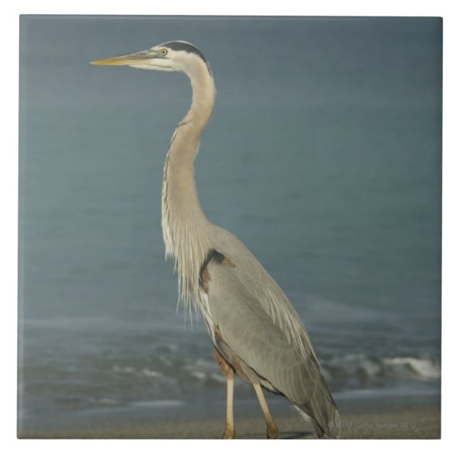 Azulejo Garza de gran azul (herodias del Ardea) que se (Frente)