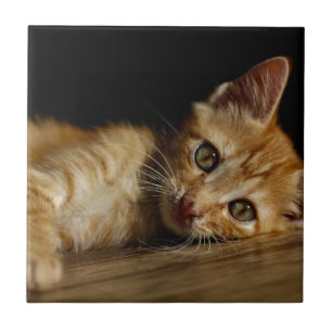 Azulejo Gatito