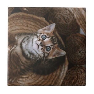 Azulejo Gatito