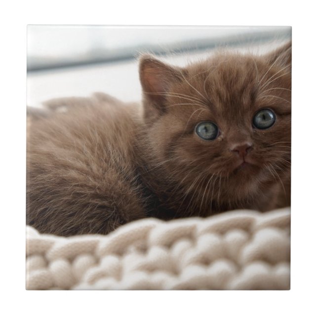 Azulejo Gatito (Frente)