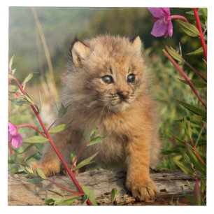 Azulejo Gatito de lince canadiense, Alaska