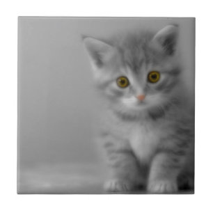 Azulejo Gatito dulce