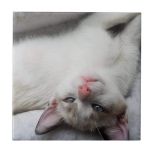 Azulejo Gatito dulce siamés con ojos azules