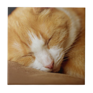 Azulejo Gatito durmiente