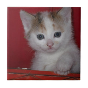 Azulejo Gatito lindo