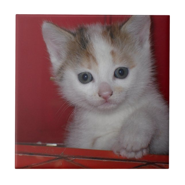 Azulejo Gatito lindo (Frente)