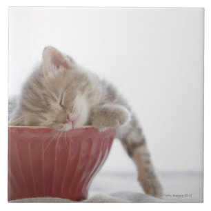 Azulejo Gatito que duerme en cuenco