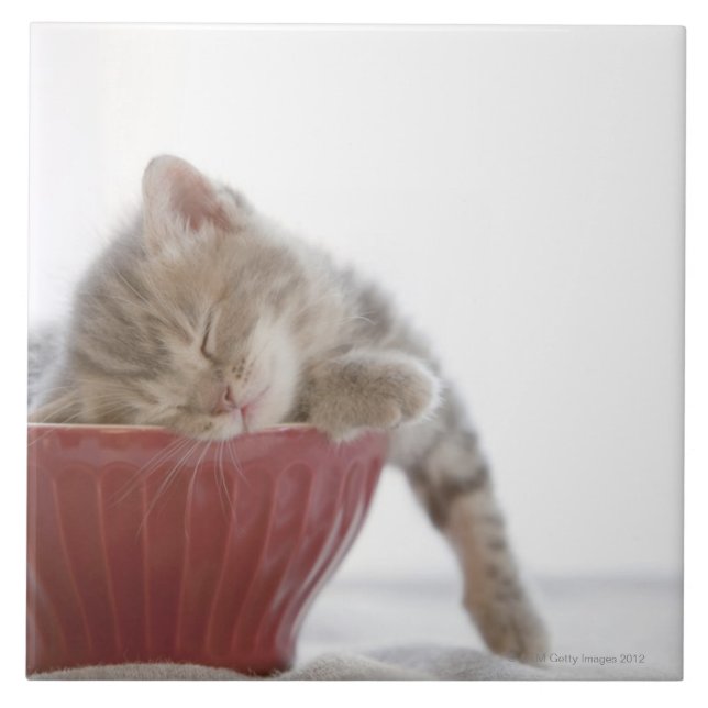 Azulejo Gatito que duerme en cuenco (Frente)