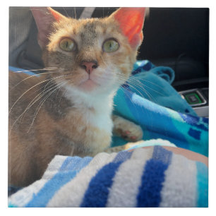 Azulejo Gato