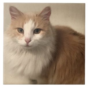 Azulejo Gato