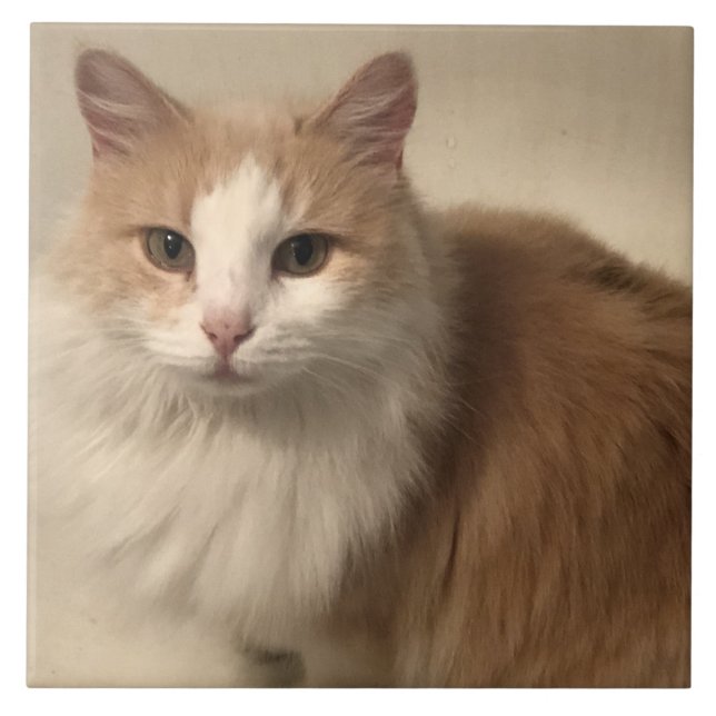 Azulejo Gato (Frente)