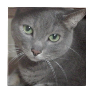 Azulejo Gato azul de Rusia