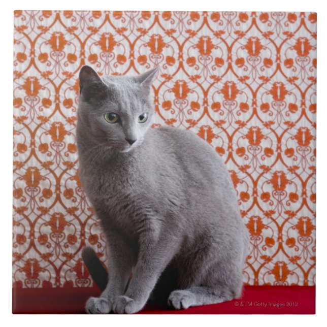 Azulejo Gato (azul ruso) y fondo del papel pintado (Frente)