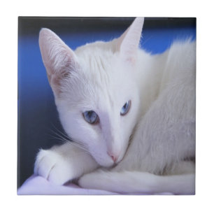 Azulejo Gato blanco con los ojos azules